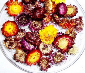 七彩菊（1斤装）