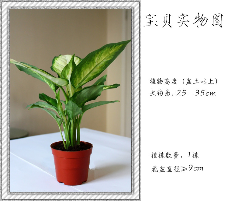 银皇后万年青 净化空气 耐阴 室内观叶植物 常绿花叶银皇后盆栽