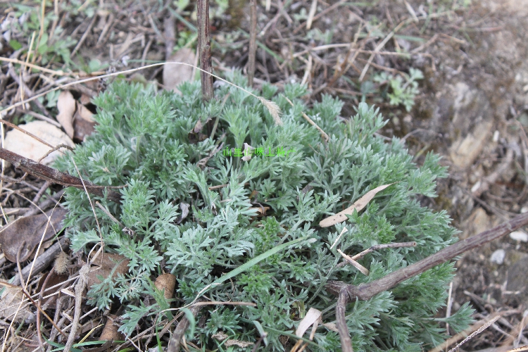 牛河野生茵陈500克 新鲜绵因尘茶 白绒蒿保肝利胆