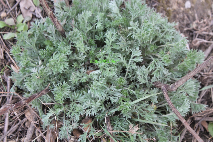 牛河野生茵陈500克 新鲜绵因尘茶 白绒蒿保肝利胆