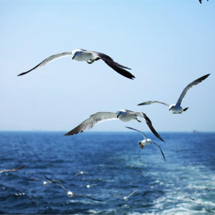 特价活动【长岛之恋】 山东 蓬莱 长山岛 九丈崖 半月湾 烽山林海 海鲜大趴等你来 商品图2