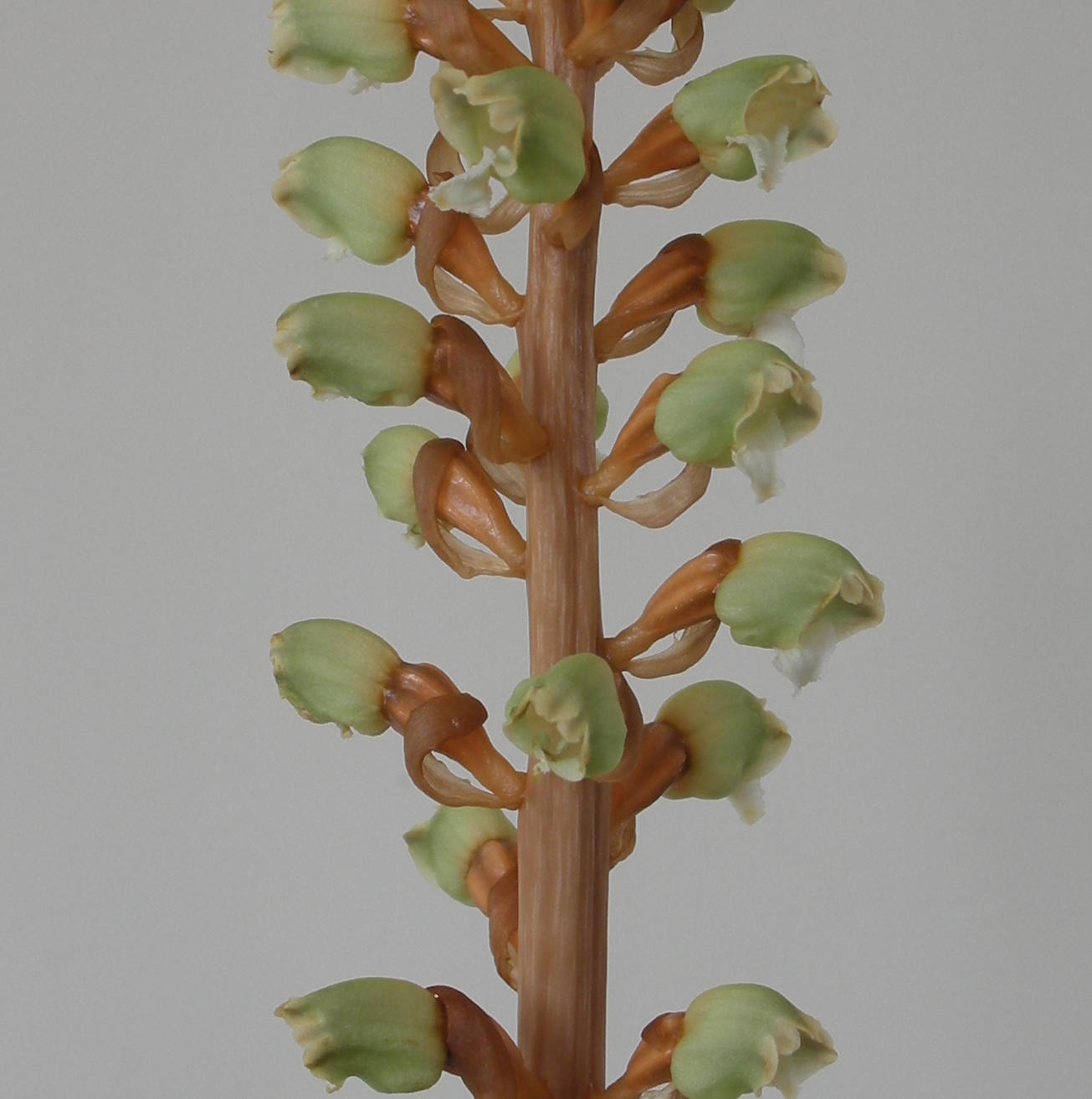 云昭天麻旗舰店200509