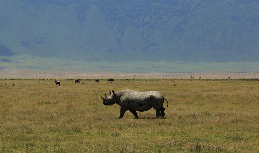 坦桑尼亚迁徙季行程10天 商品图4
