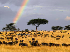 坦桑尼亚动物回迁季10天