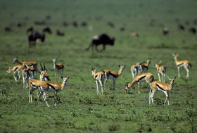 坦桑尼亚“云中孤旅”春节轻奢  11天