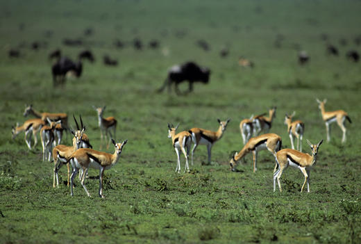 坦桑尼亚“云中孤旅”春节轻奢  11天 商品图0