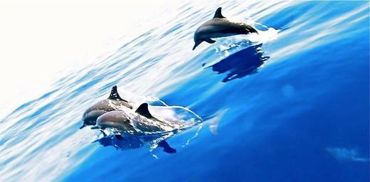 【度假村】印尼达拉湾Derawan 潜水套餐 - Tasik & Dive Lodge 商品图2