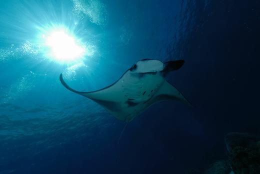 【度假村】印尼达拉湾Derawan 潜水套餐 - Tasik & Dive Lodge 商品图4