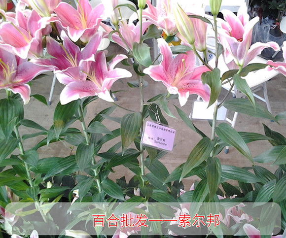 云南商品批发：特色风情与商业机遇的碰撞