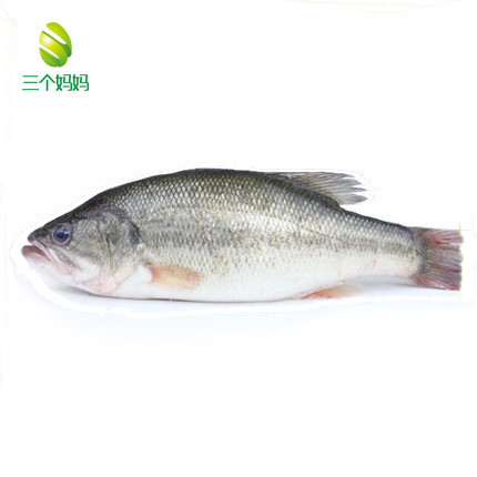 桂花鲈(约1斤) 活鱼现杀 肉质细嫩