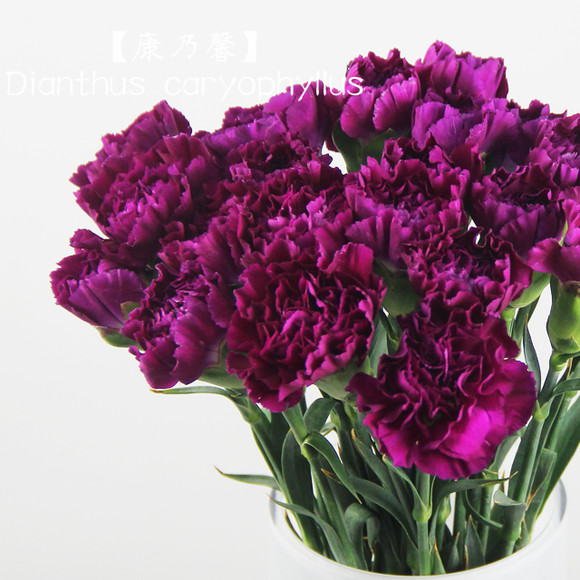 【叁小姐花草铺】紫色康乃馨19支\/生活鲜花\/\/江