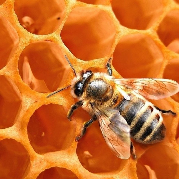 【产地直采】广西灵山百年古树荔枝原蜜 纯天