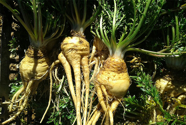 雪域高原天然野生玛卡100g/魔态盒