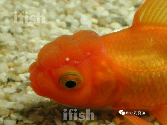 獅頭頭上白點 灰便便 錦鯉金魚綜合問答 老爹孔雀魚水族寵物交流網