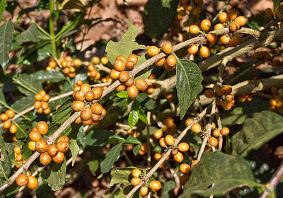 巴西● 黄波旁 精品咖啡豆 227g