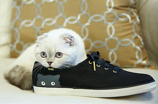 keds taylor swift 猫咪鞋