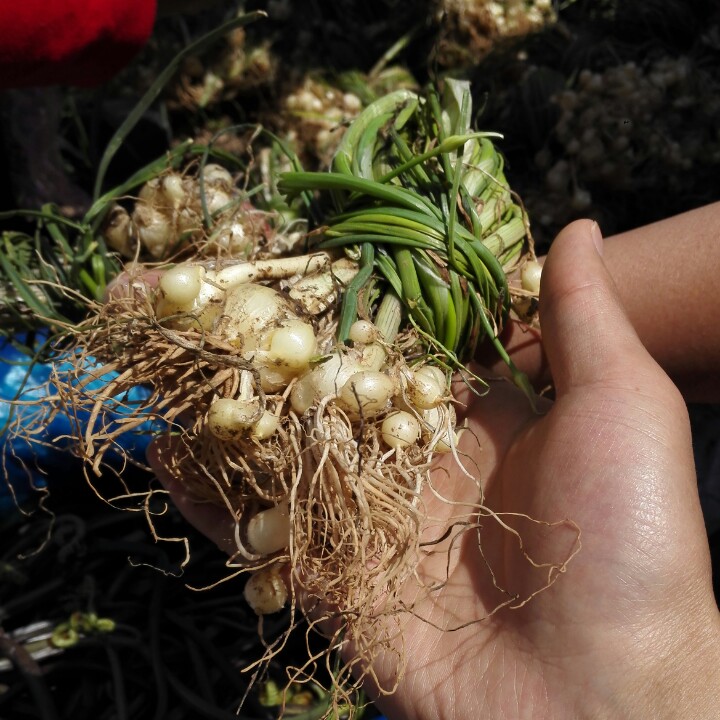【赶乡场代买】野蒜5小把(每把约100克)健脾开胃促消化