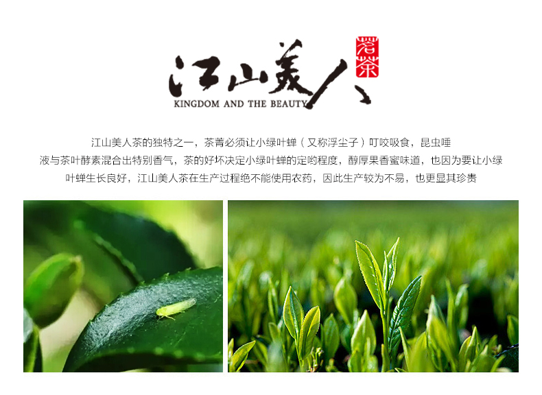 江山美人茶叶五星红瓶特级美人茶陶瓷罐装东方美人茶膨风茶js8888